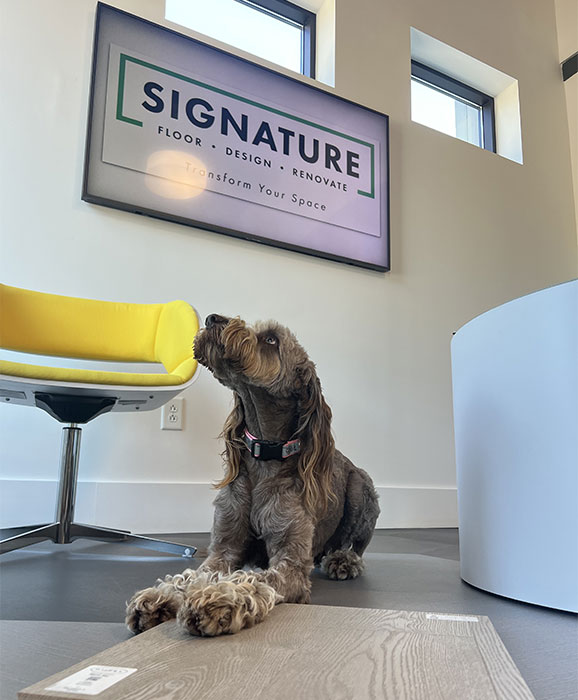 Dog sitting on flooring | Signature Flooring, Inc